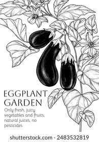 Vector frame of an eggplant branch with vegetables, leaves and flowers in engraving style