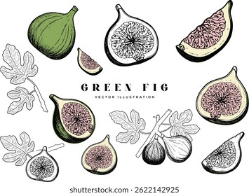 Moldura vetorial com figos e folhas tropicais. Padrão sem emenda do vetor. Ilustrações desenhadas à mão