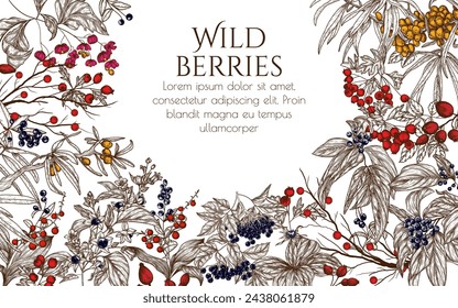 Vector frame of forest berries. Cornus sanguinea, sea buckthorn, rose hips, ligustrum, hawthorn, elderberry, paris quadrifolia, lily of the valley berries, euonymus, belladonna