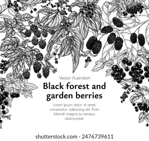 Vector frame of forest and garden black berries. Cornus sanguinea, elderberry, mulberry, currant, blackberry 
