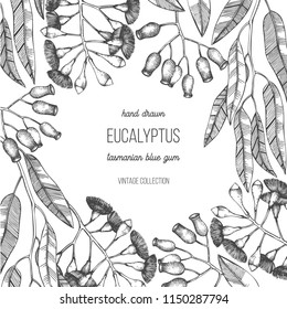 Vector frame with hand draw Eucalyptus drawings. Tasmanian blue gum with leaves, flowers, berries sketches. Wedding botanical illustration. Vintage tree design template.