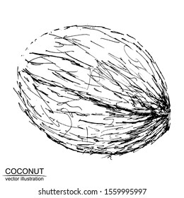 Vector frame with hand drawn coconut on white background. Black and white sketch with line art.