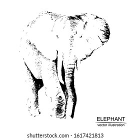 Vector frame with hand drawn elephant on white background. Black and white sketch with line art.