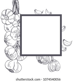 Vector frame with hand drawn  garlic. Sketch illustration