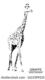 Vector frame with hand drawn giraffe on white background. Black and white sketch with line art.