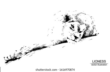 Vector frame with hand drawn lioness on white background. Black and white sketch with line art.