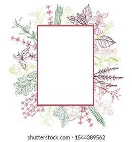 Vector frame with hand drawn spicy herbs.  Sketch  illustration.