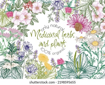 Vector frame of medicinal herbs in engraving style. Linear chamomile, chicory, clover, lavender, plantain, valerian, echinacea, rosehip, coltsfoot, ginkgo, nettle