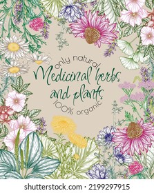 Vector frame of medicinal herbs in engraving style. Linear chamomile, chicory, clover, lavender, plantain, valerian, echinacea, rosehip, coltsfoot, ginkgo