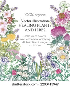 Marco vectorial de hierbas medicinales en estilo de grabado. Chamomile lineal, achicoria, trébol, lavanda, plátano, valeriano, equinácea, cadera, pie de colza, ginkgo, burdock, romero, ortiga