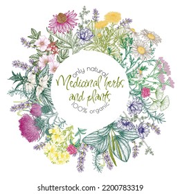 Vector frame of medicinal herbs in engraving style. Linear chamomile, chicory, clover, lavender, plantain, valerian, echinacea, rosehip, coltsfoot, ginkgo, burdock, rosemary, nettle, St. John's wort
