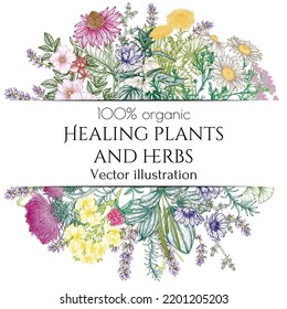 Vector frame of medicinal herbs. Linear chamomile, chicory, clover, lavender, plantain, valerian, echinacea, rosehip, coltsfoot, ginkgo, burdock, rosemary, nettle, St. John's wort