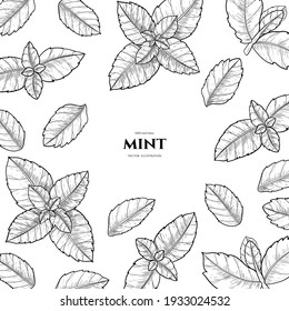 Vector frame with mint.  Hand drawn illustrations. Botanical drawing.