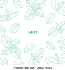 Vector frame with mint.  Hand drawn illustrations. Botanical drawing.