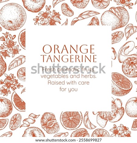 Vector frame with orange and tangerine. Whole fruit, half, slices, segments, lobes, blossom, leaves