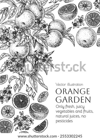 Vector frame with oranges. Branch with fruits, leaves and flowers, slice, half, dried pieces, orange chips, zest