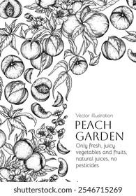 Vector frame with peach fruit tree and slice, piece, half of fruit in engraving style