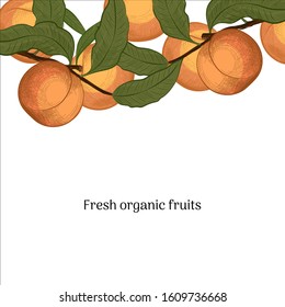 Vector frame with peach. 
Peaches on a branch in engraved hand drawn style