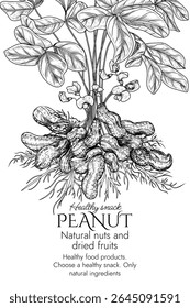 Vector frame with peanut bush in engraving style. Graphic banner with groundnut. Template with growing healthy snack