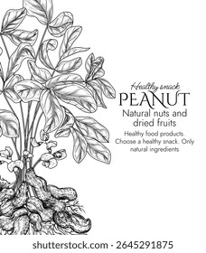 Vector frame with peanut bush in engraving style. Graphic banner with groundnut. Template with growing healthy snack