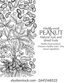 Vector frame with peanut bush  in engraving style. Graphic banner with groundnut. Frame with growing healthy snack. Nuts in shell and cut. Peanut butter