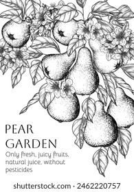 Vector frame of pear branch with fruits and flowers in engraving style