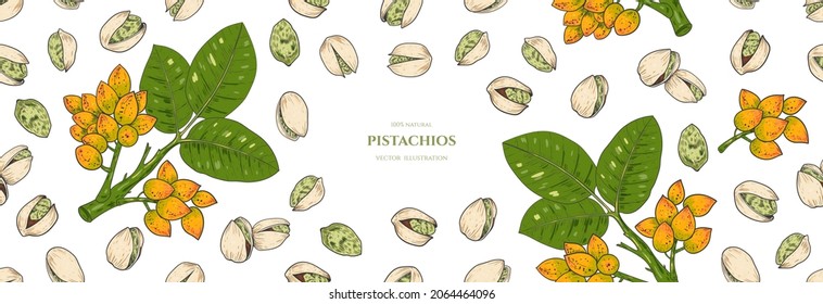Vector frame with  pistachios. Vector seamless pattern. Hand drawn illustrations. Botanical drawing. Vintage style. Nut collection. 