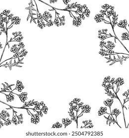 Vector frame, postcard with Tansy. Hand painted Tanacetum Vulgare flower. Graphic clip art isolated on background. Botanical and wedding illustration. For designers, invitations, decoration, postcards