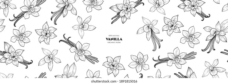Vector frame with vanilla flowers and pods. Vector seamless pattern. Hand drawn illustrations.