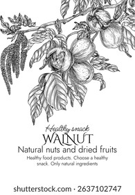 Vector frame with walnut branch in engraving style. Graphic banner with nuts on tree. Template with growing healthy snack