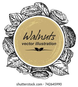 Vector frame with walnut plant . The illustration in vintage style.