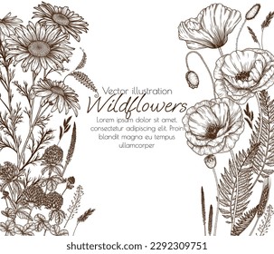 Vector frame of wild flowers. Chamomile, clover, poppy in engraving style