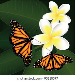 vector frangipani and butterflies