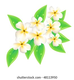 Vector frangipani flowers on white background