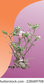 vector frangipani tree and its flowers with orange and purple background