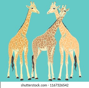 Vector free hand drawing with three adult giraffes. African animals on blue background. Realistic drawing, animalism. Vector illustration