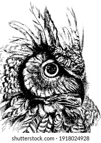 vector freehand drawing of a proud owl with lush plumage imitation of black ink isolated on white background. can be used as a tattoo, illustrations, printing on T-shirts, postcards, advertising.