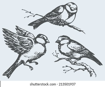 Vector freehand drawing of series of monochrome sketches "Birds". Chickadee, sparrow and bullfinch constitute Paridae, a large family of small passerine birds 
