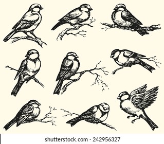 Vector freehand drawing of series of monochrome sketches "Birds". Tits, chickadees, sparrows, bullfinches and titmice constitute Paridae, a large family of small passerine birds 