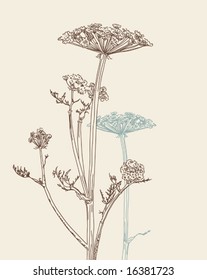  vector freehand drawing of umbellate plant