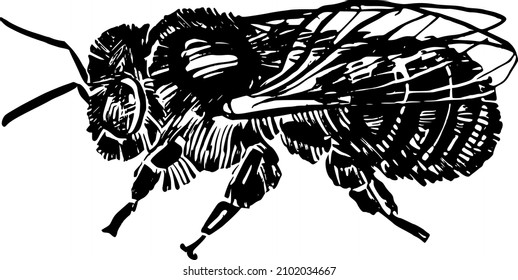 the vector freehand illustration of the bee