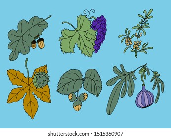 Vector freehand sketch drawing fruits of plants oak, grape, sea buckthorn, chestnut, hazelnut, fig
