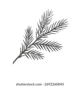 Garabato de la rama de pino vintage de Vector a mano alzada aislado sobre fondo blanco. Textura de los materiales de escritura. Manuscritos garabatos de Navidad, trazos de lápiz. Árbol de navidad dibujado a mano 
