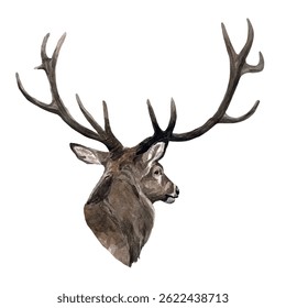Vector freehand watercolor deer illustration isolated on a white background. Hand drawn watercolour reindeer. Scandinavian handwritten poster	
