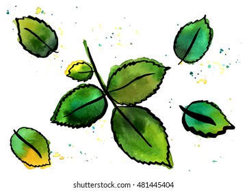 Vector freehand watercolour drawings of green leaves, hand painted on white background; the concept of nature; a set of decorative design elements