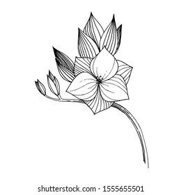 Vector Freesia floral botanical flower. Wild spring leaf wildflower isolated. Black and white engraved ink art. Isolated freesia illustration element.