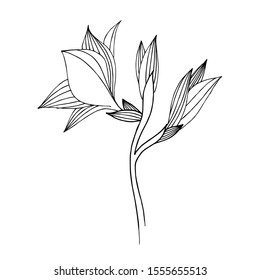 Vector Freesia floral botanical flower. Wild spring leaf wildflower isolated. Black and white engraved ink art. Isolated freesia illustration element.