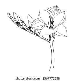 Vector Freesia floral botanical flower. Wild spring leaf wildflower isolated. Black and white engraved ink art. Isolated freesia illustration element.