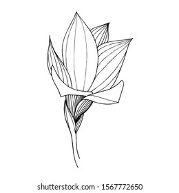 Vector Freesia floral botanical flower. Wild spring leaf wildflower isolated. Black and white engraved ink art. Isolated freesia illustration element.