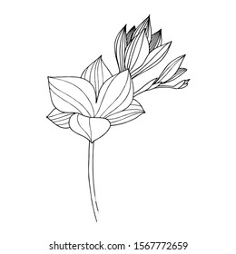 Vector Freesia floral botanical flower. Wild spring leaf wildflower isolated. Black and white engraved ink art. Isolated freesia illustration element.